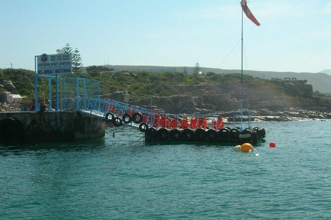 Hermanus Whale Watching & Penguins Shared Tour from Cape Town - When the ocean cooperates: the best moments of the whale cruise