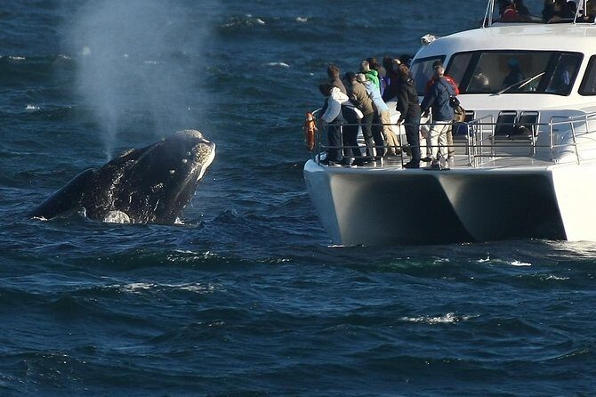 Hermanus Whale Watching Shared Boat Trip and Private Wine Tour from Cape Town - Southern Right Whales at New Harbour: How the Boat Trip Works