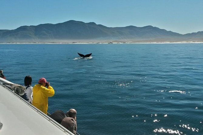 Hermanus Whale Watching Shared Boat Trip and Private Wine Tour from Cape Town - Wine Estate Stop in the Hemel-en-Aarde Area: Budget for Tastings