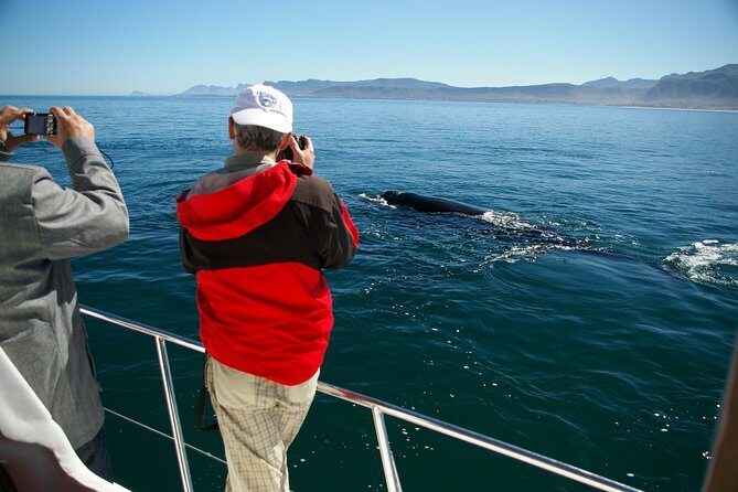 Hermanus Whale Watching Shared Boat Trip and Private Wine Tour from Cape Town - The Drive Back Along Route 44: Views, Timing, and That Last Hour