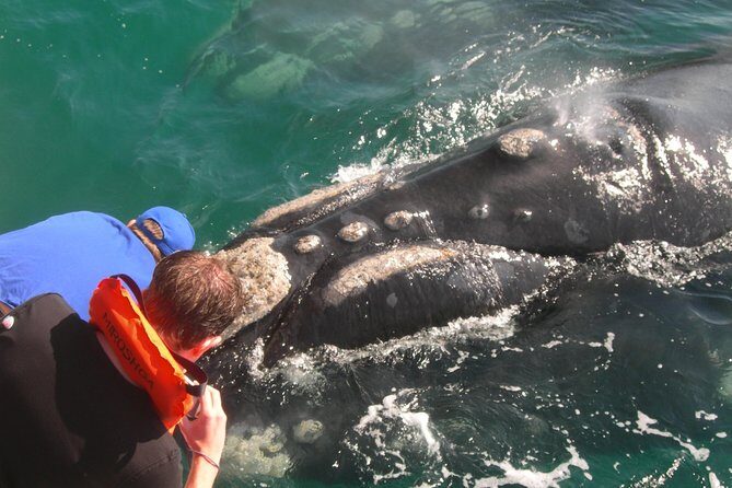 Hermanus Whale Watching Shared Boat Trip and Private Wine Tour from Cape Town - Price and Value: Is $242.29 a Smart Spend?
