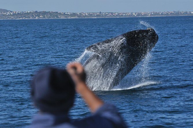Hermanus Whale Watching Shared Boat Trip and Private Wine Tour from Cape Town - Guides Make the Day: Names You’ll Want to Remember