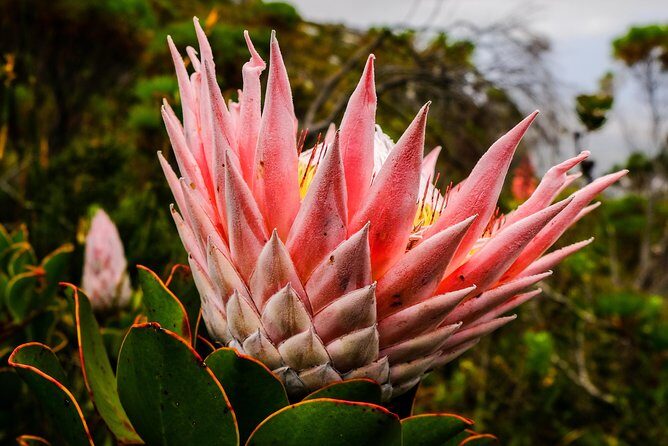 Hike Table Mountain via the India Venster trail - Stop 1 on Table Mountain: the north face, the Window, and the crux