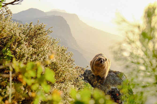 Hike Table Mountain via the India Venster trail - Why the guide changes everything on this route