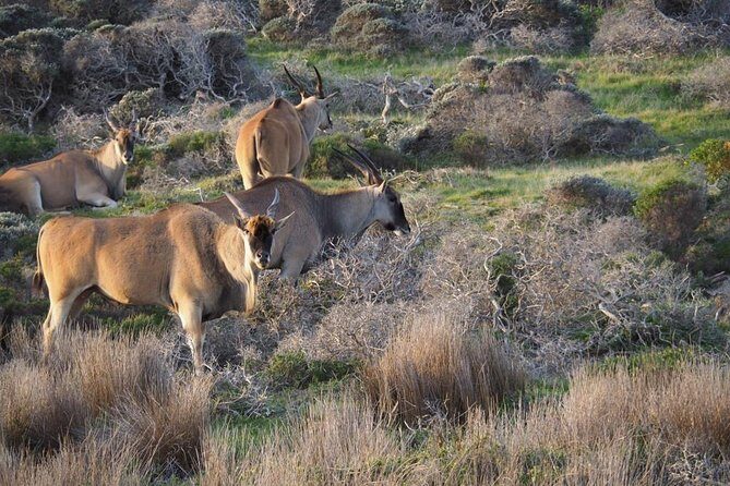 Hiking Cape of Good hope, Cape Point & Penguins Private Full Day - A Private Route Around the Cape Peninsula