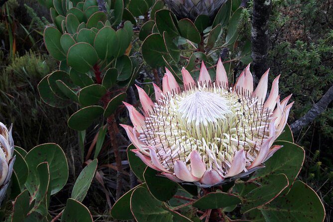 Hiking Table Mountain via Kasteels Poort Morning Hike - Kloof Neck Morning Start: why shade helps on Table Mountain