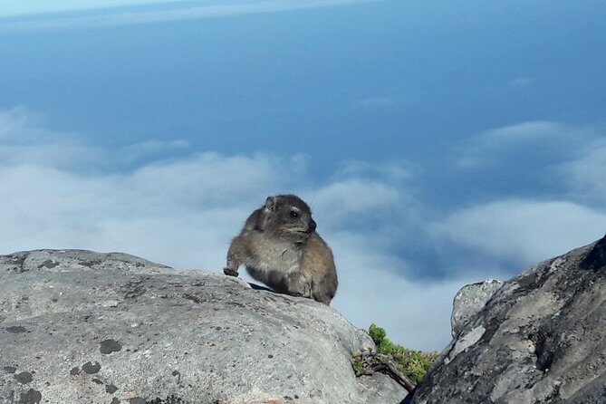 Hiking Table Mountain via Kasteels Poort Morning Hike - Small-group guide time: what capped numbers do for your hike