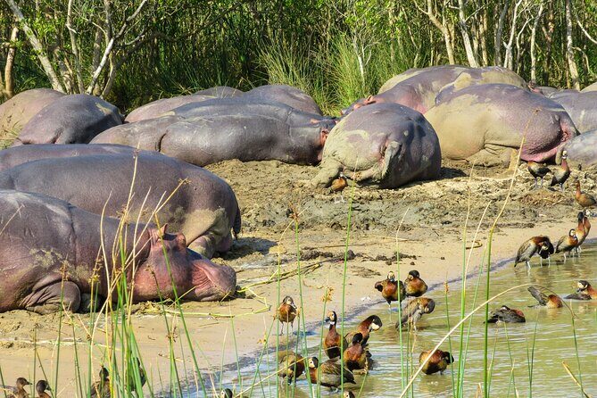 Hippo and Croc Boat Cruise in Saint Lucia with collection - Wildlife Odds: Hippos, Crocs, Birds, and How to Spot What Matters
