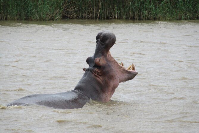 Hippo and Croc Boat Cruise in Saint Lucia with collection - Refreshments: Hot Drinks and Rusks While You Wait for the Best Moments