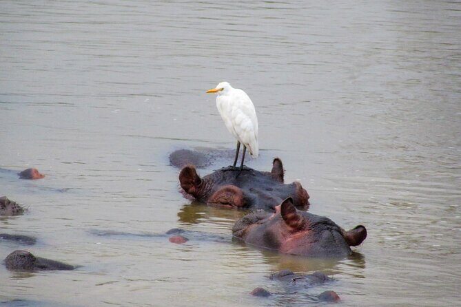 Hippo and Croc Boat Cruise in Saint Lucia with collection - Price and Value: Is $25.88 Actually a Good Deal?