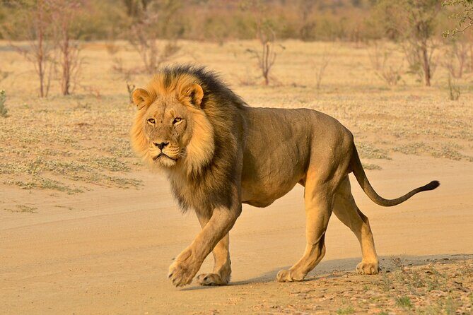 Hluhluwe and Imfolozi Safari Day Tour from Richards Bay - Closed-Vehicle Game Drive: How It Changes Your Sightings