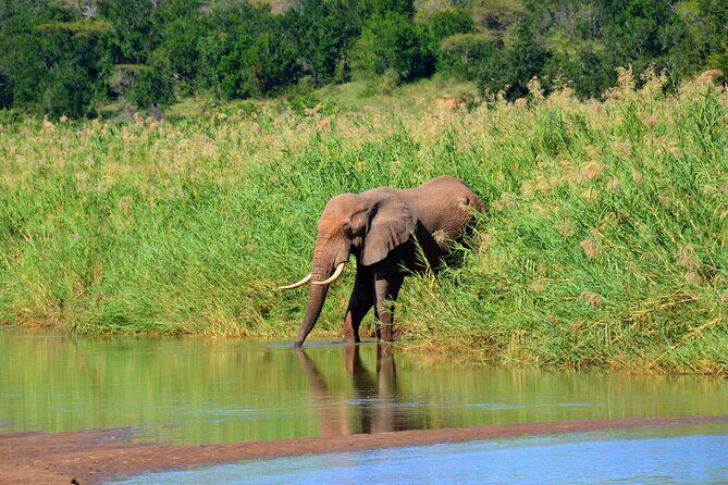 Hluhluwe and Imfolozi Safari Day Tour from Richards Bay - Stop Inside the Park: What the Hluhluwe–iMfolozi Wilderness Area Really Delivers