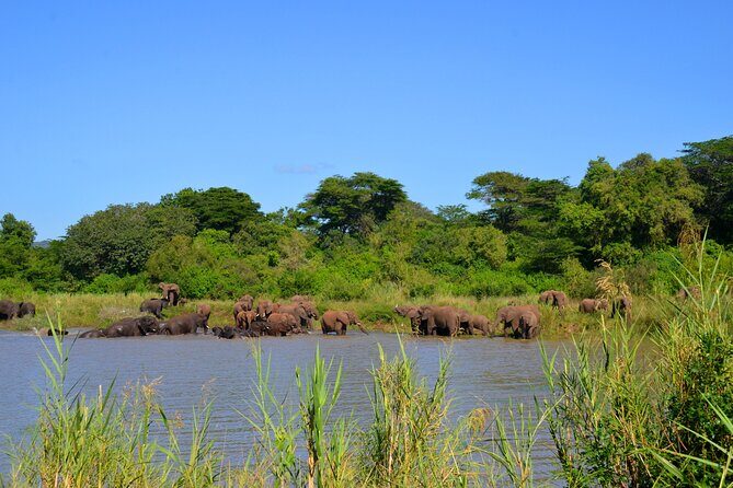 Hluhluwe and Imfolozi Safari Day Tour from Richards Bay - Price and Value: Is $199.36 a Good Deal?