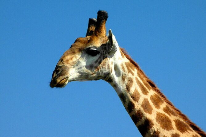 Hluhluwe and Imfolozi Safari Day Tour from Richards Bay - The Morning Start From Richards Bay: Timing That Actually Works