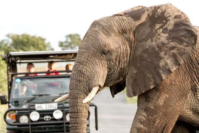 Hluhluwe Big Five Safari Richards Bay Shore Excursion - Key highlights