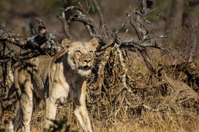 Hluhluwe Big Five Safari Richards Bay Shore Excursion - From Richards Bay Harbor to Hluhluwe–iMfolozi: a shore day that’s worth the drive