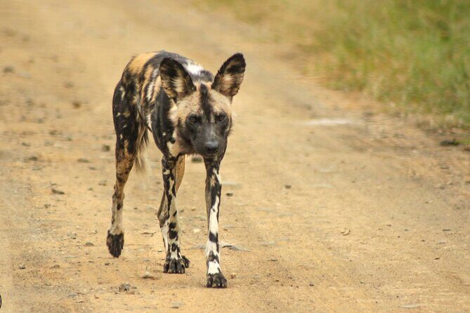 Hluhluwe Big Five Safari Richards Bay Shore Excursion - The open-vehicle game drive: comfort that helps you focus