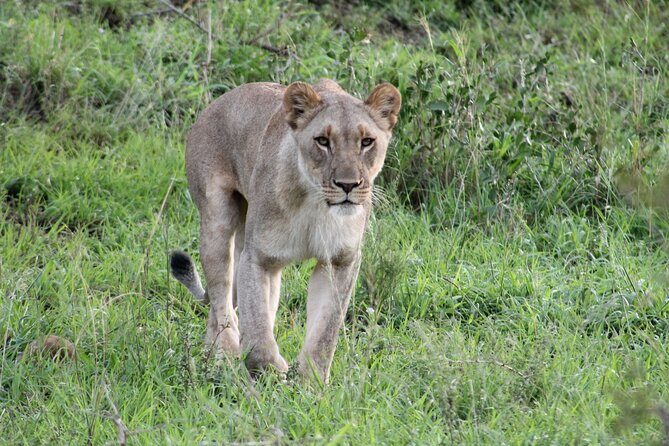 Hluhluwe Game Drive - Half day - Key highlights to know before you go