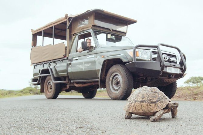 Hluhluwe Game Drive - Half day - Why Hluhluwe is special: the park’s white rhino mission