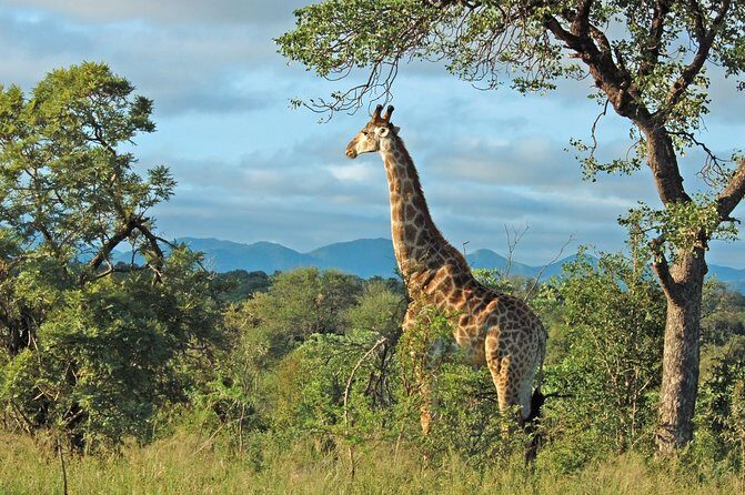 Hluhluwe Game Reserve Safari from Durban - Key Things You’ll Notice on This Safari