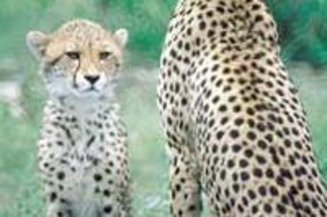 Hluhluwe Game Reserve Safari from Durban - Price and Timing: The 12-Hour Reality Check