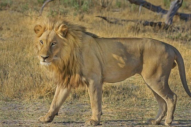 Hluhluwe Imfolozi Big 5 Reserve day Safari from Durban - Key Things I’d Focus On Before You Go