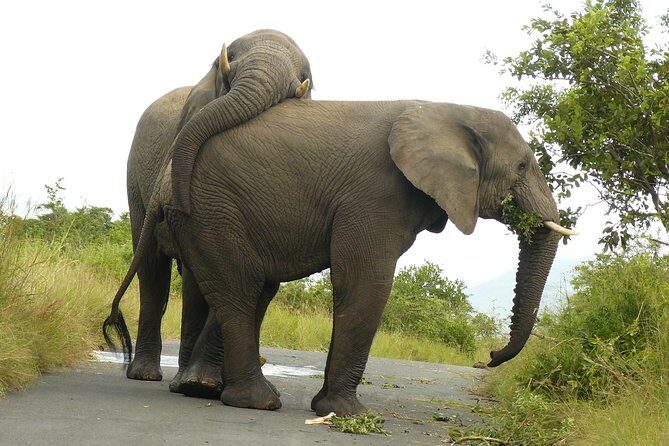 Hluhluwe Imfolozi Big 5 Reserve day Safari from Durban - 6:00 AM Pickup to 11–12 Hours Later: What Your Day Really Feels Like