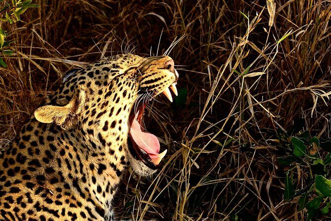 Hluhluwe Imfolozi & DumaZulu Cultural Village Tour from Durban - Key things to know before you go