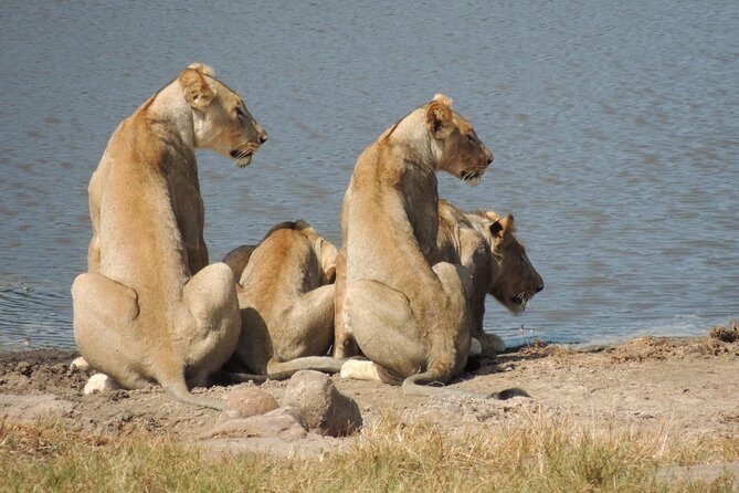 Hluhluwe/iMfolozi Game Reserve Full Day Game Drive - Early Pickup in Richards Bay: Why 5:00 AM is part of the plan