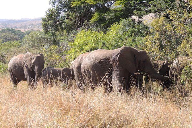 Hluhluwe/iMfolozi Game Reserve Full Day Game Drive - Entering Hluhluwe–iMfolozi: The Wilderness Area game-drive rhythm