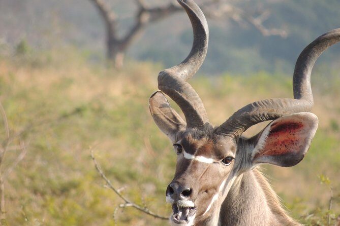 Hluhluwe/iMfolozi Game Reserve Full Day Game Drive - What to expect on the drive: Comfort, focus, and pacing