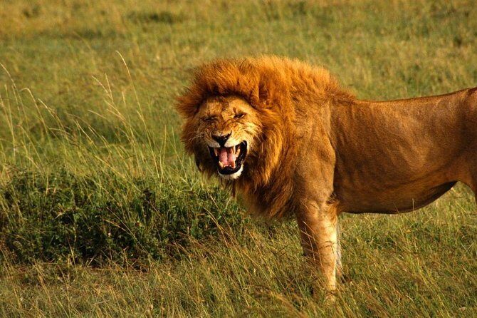 Hluhluwe Imfolozi Game Reserve & Phezulu Safari Park from Durban - Day 2 at 6:00am: dawn game drive with coffee, biscuits, and sharper sightings