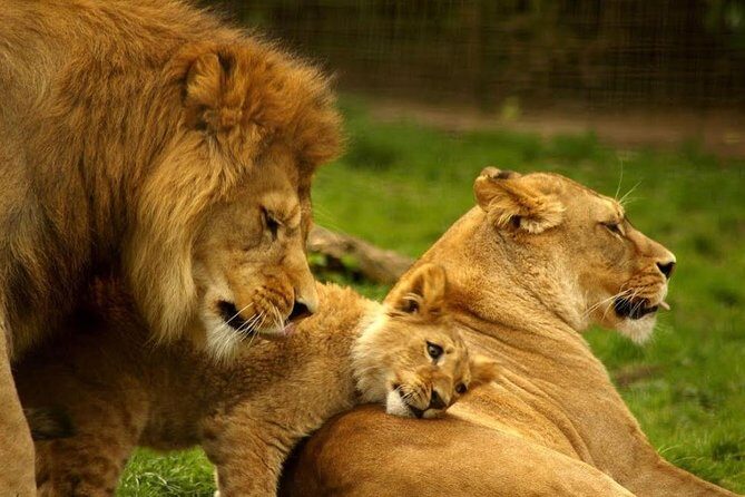 Hluhluwe Imfolozi Game Reserve & Phezulu Safari Park from Durban - The final game drive and the return to Durban