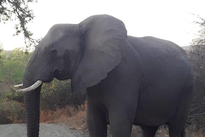 Hluhluwe Imfolozi Park Day Safari - Key highlights you’ll feel on the day