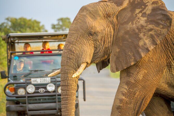 Hluhluwe-iMfolozi Park Exclusive Private Full Day Big 5 Safari - Key things I’d circle before you book