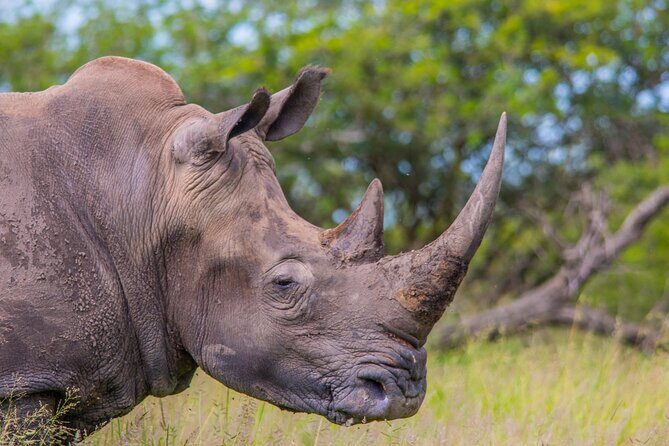 Hluhluwe-iMfolozi Park Exclusive Private Full Day Big 5 Safari - Private vehicle from St Lucia at 5:00 am: what that means for your day