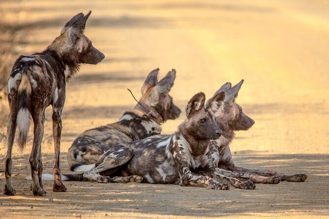 Hluhluwe-iMfolozi Park Exclusive Private Full Day Big 5 Safari - The breakfast-and-bush-braai plan that makes the whole day work