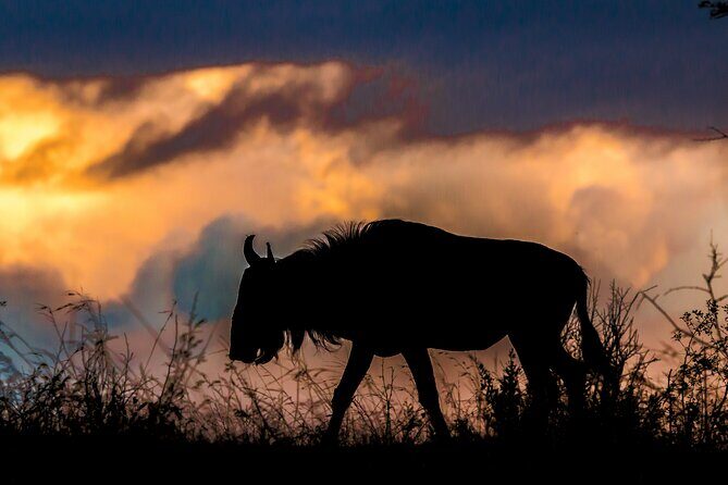 Hluhluwe-iMfolozi Park Exclusive Private Full Day Big 5 Safari - Big Five goals: managing expectations while chasing the best sightings