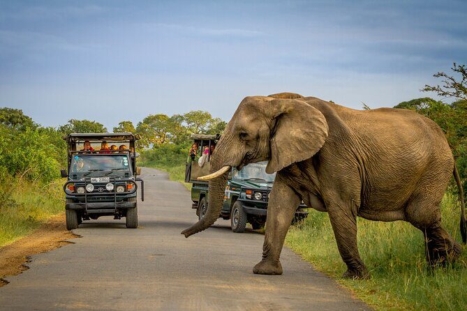 Hluhluwe-iMfolozi Park Exclusive Private Full Day Big 5 Safari - Why the rhino story matters here, not just as a fact