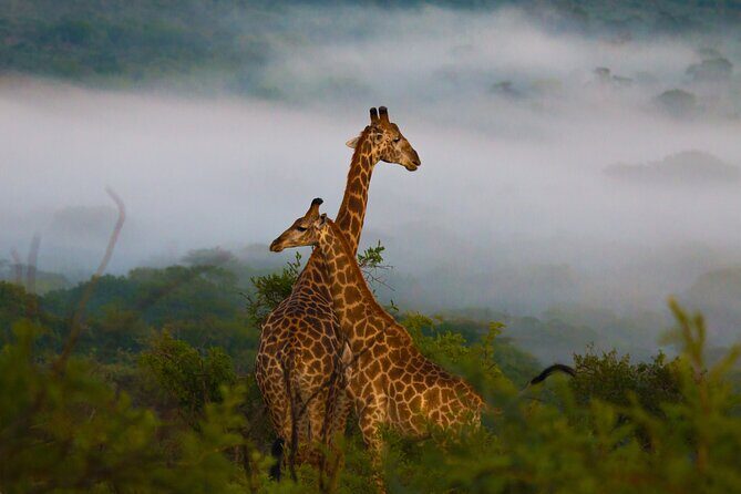 Hluhluwe-iMfolozi Park Exclusive Private Full Day Big 5 Safari - The practical comfort details that improve the day