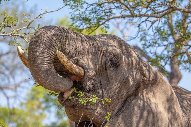 Hluhluwe-iMfolozi Park Exclusive Private Full Day Big 5 Safari - Price and value: is $256.32 a fair deal?