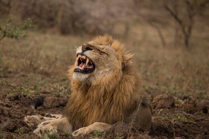 Hluhluwe-iMfolozi Park Exclusive Private Full Day Big 5 Safari - How your ranger shapes the safari rhythm (and your chances)
