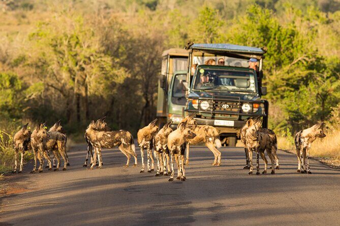 Hluhluwe-Imfolozi Park Half-day Big Five Safari Adventure - The Open Safari Vehicle + Guide Style: What Makes It Click