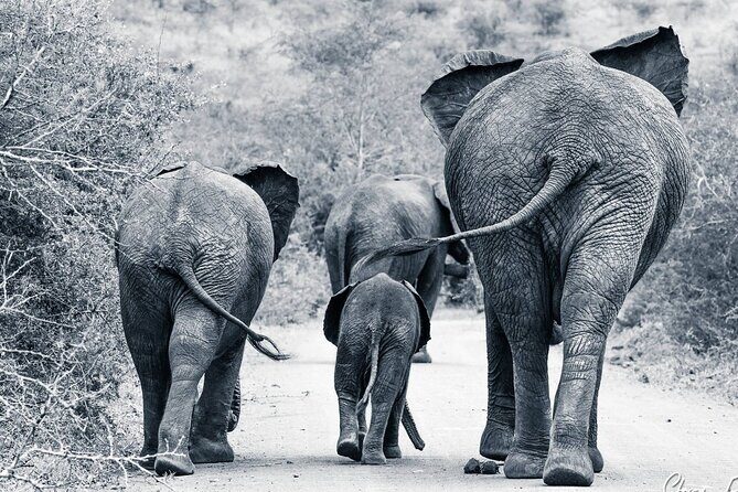 Hluhluwe-Imfolozi Park Half-day Big Five Safari Adventure - Bush Breakfast in the Wild: Food Timing You’ll Appreciate