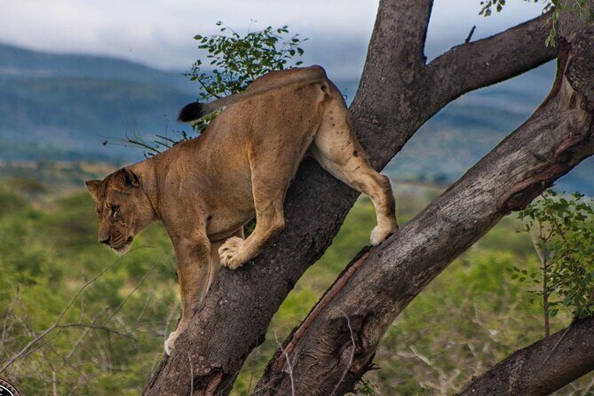 Hluhluwe-Imfolozi Park Half-day Big Five Safari Adventure - What You’ll Look For: Big Five Sightings and the Reality Check