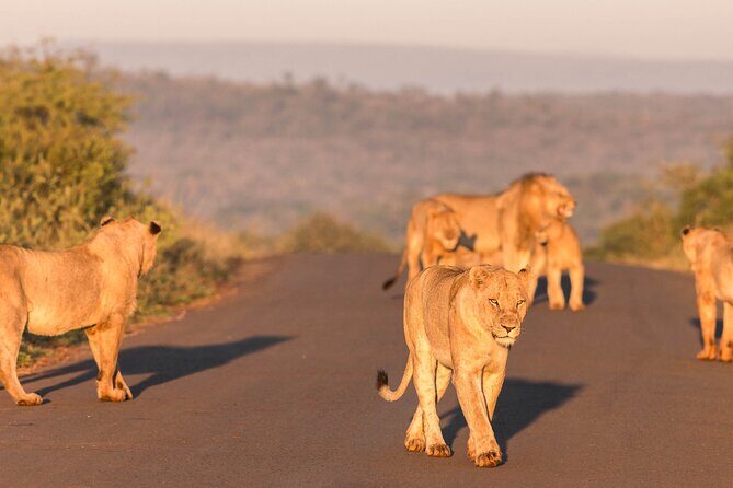 Hluhluwe-Imfolozi Park Half-day Big Five Safari Adventure - Price and Value: Why $78.50 Can Make Sense Here