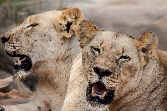 Hluhluwe-Imfolozi Park Half-day Big Five Safari Adventure - Logistics That Matter: Duration, Meeting Points, and Mobile Tickets