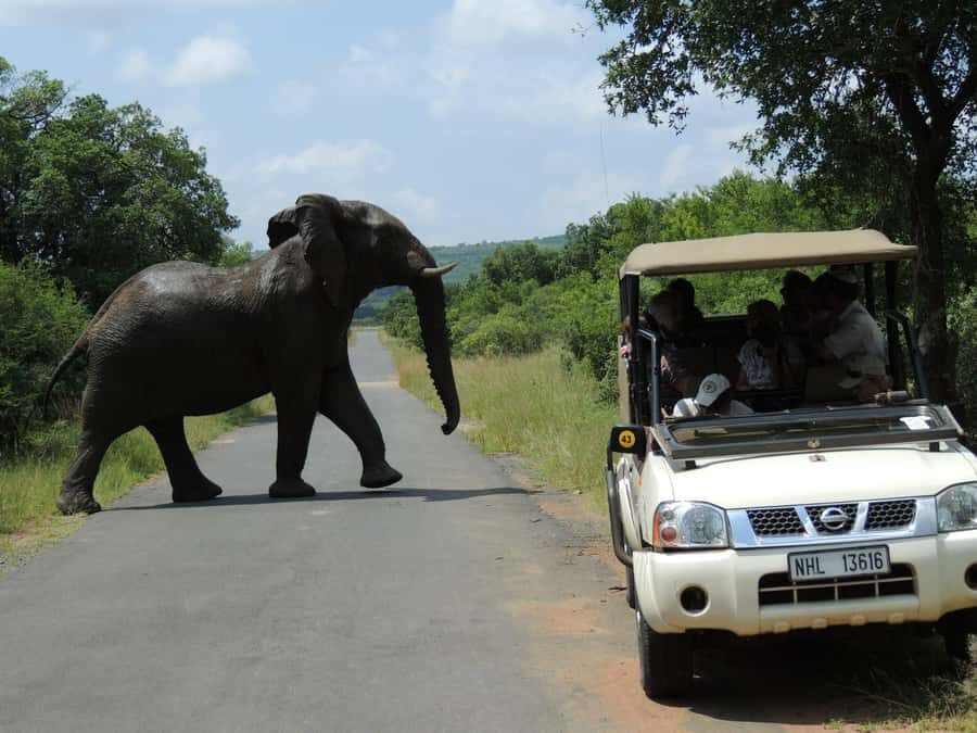 Hluhluwe-iMfolozi Park - Open Safari Vehicle Game Drives - Hluhluwe-iMfolozi Park Still Feels Like Real Wilderness