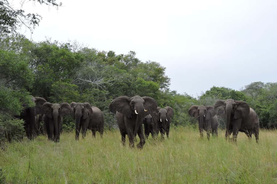Hluhluwe-iMfolozi Park - Open Safari Vehicle Game Drives - Choosing the Right Drive Length: 3, 6, or 9 Hours