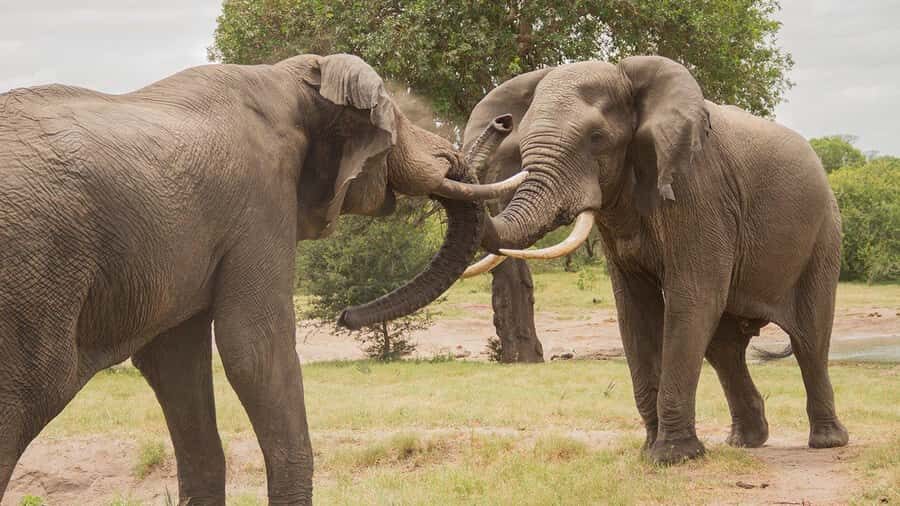 Hluhluwe-iMfolozi Park - Open Safari Vehicle Game Drives - White Rhinos and the Centenary Center Stop You’ll Want to Time